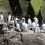 Guillemots at Noss. Photo: Shetland News