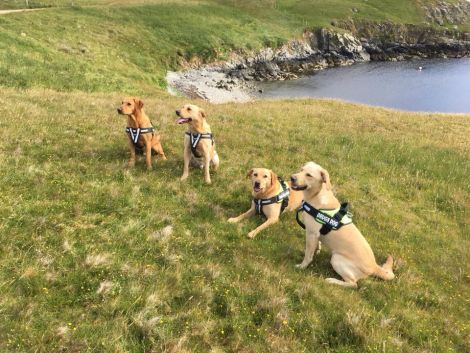 Dogs Against Drugs' dogs (left to right): Blade, Axel, Thor and Odin.