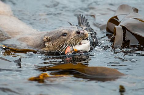 An award winning photo of an otter with a puffin in its mouth by Richard Shucksmith.