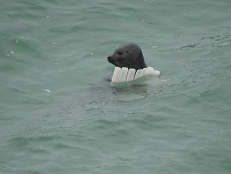 The group also saw a seal playing with polystyrene. Photos: Sean Whyte