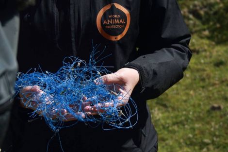 Monofilament netting is all too often the cause for death in marine wildlife.