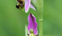 Local naturalist Jon Dunn will give the talk Orchid Summer - from Shetland to Scilly at the festival.