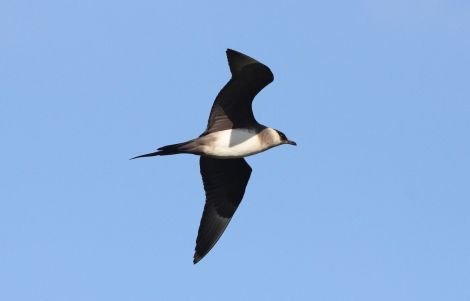 Arctic skua. Photo: Ian Francis