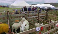 Some of the colourful exhibits at Voe Show. Photo: Peter Johnson/Shetland News