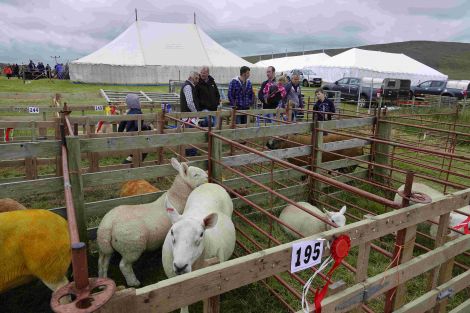 Some of the colourful exhibits at Voe Show. Photo: Peter Johnson/Shetland News