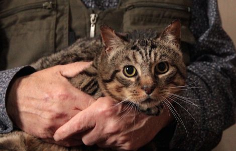 Mac is a tabby who is believed to have been hit by a car. He is currently fostered by Mike Cunynghame. Photo: Shetland News