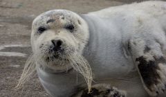 Bearded seal