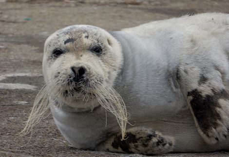 Bearded seal