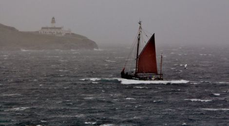 Swan sailing past Bressay lighthouse