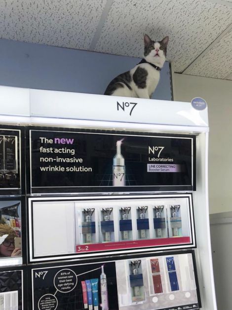 Puss in Boots? Tommy checks out the make-up section at the Lerwick pharmacy. Photo: Mandy Robertson