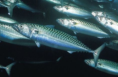 Mackerel