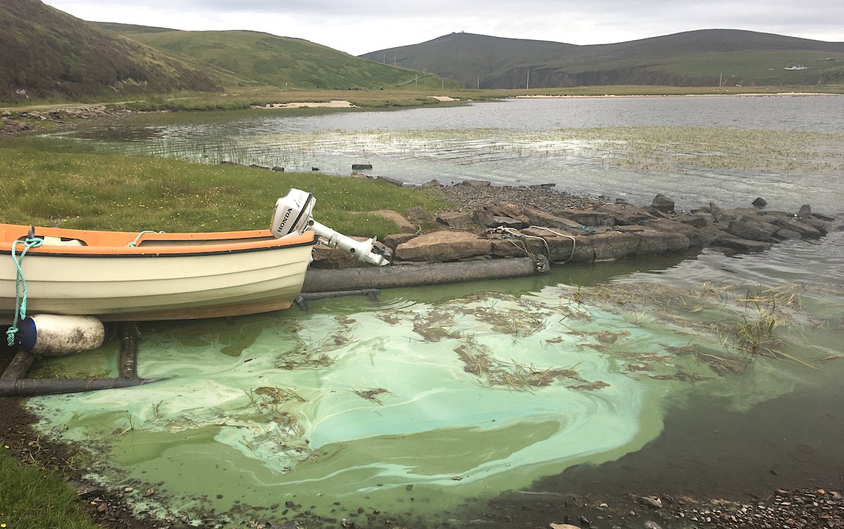 Giant algal bloom sheds light on formation of White Cliffs of Dover