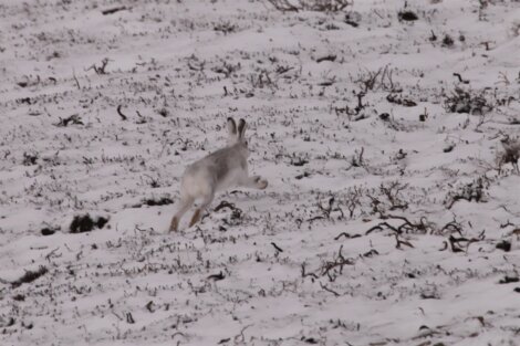 A snow hare is captured mid-leap across a snow-covered landscape with scattered vegetation.