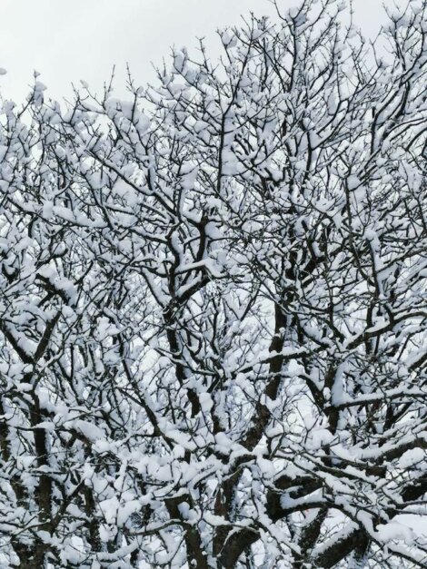 Snow-covered tree branches with a grey sky background.