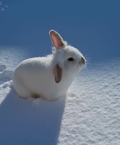 A white rabbit with brown ears sits in a snow-covered area, partially casting a shadow on the snow.