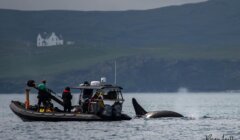 A boat with people observing an orca whale emerging from the water, set against a backdrop of hills and a distant house.