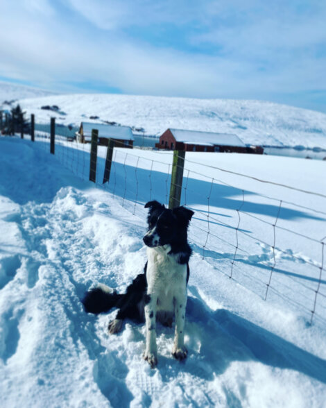 A black and white dog sits in the snow beside a fence, with snow-covered fields and buildings in the background under a clear blue sky.