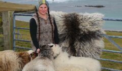 A person stands by a gate near the coast, surrounded by several sheep with varied wool colors. The person is wearing a patterned sweater and a hat, and there is a sheepskin draped over the gate.