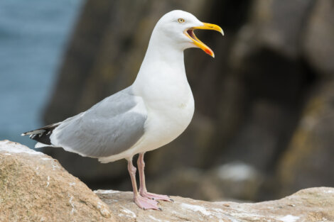 A seagull stands on a rocky surface with its beak open, as if calling or squawking, with blurred rocks and the ocean in the background.