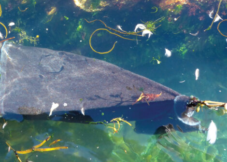 A manatee swims underwater among seaweed and floating debris.