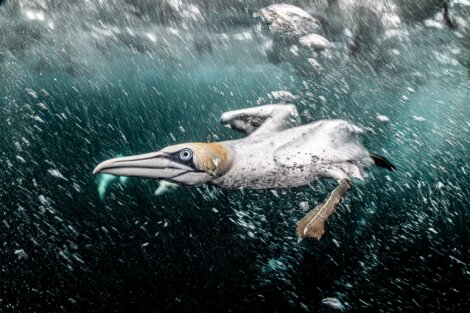 A gannet underwater with a fish in its beak, surrounded by bubbles and blue-green water.