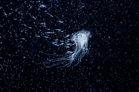 A jellyfish with long, trailing tentacles swims in a dark, speckled underwater environment.