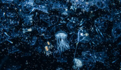 A dense cluster of small, translucent jellyfish floating in dark blue water with some particles visible among them.