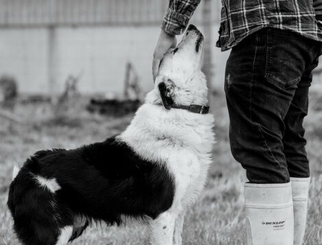 A person in a plaid shirt and white boots pets a black and white dog outdoors.