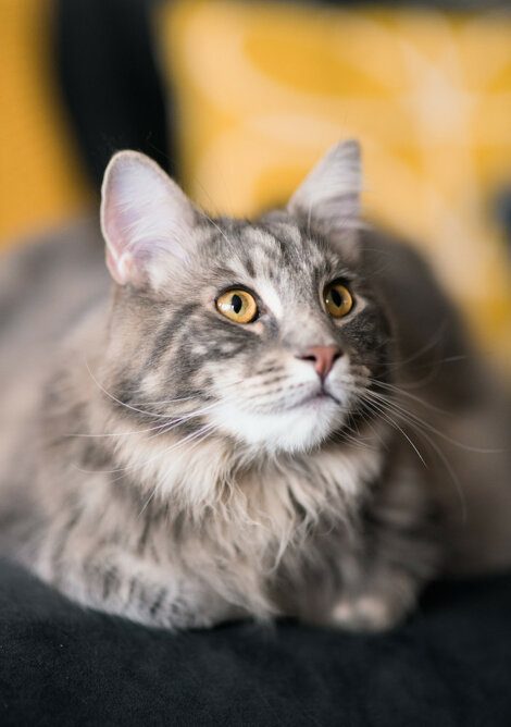 A gray and white long-haired cat with yellow eyes looks upwards, sitting on a dark surface with a blurred yellow and black background.