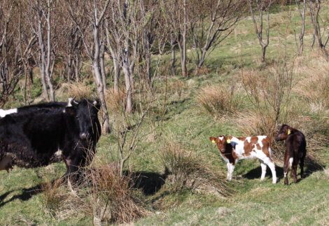 A black and white cow stands in a grassy field, facing two calves, one brown and white and the other brown, surrounded by sparse trees.