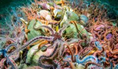 A dense underwater scene showing numerous colorful brittle stars layered over green and pink rocks.