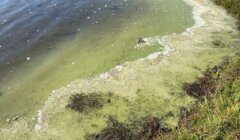 A body of water with greenish algae blooms along the shoreline, mixed with patches of grass and small debris.