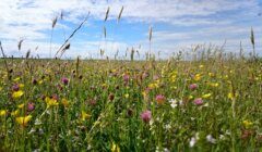 Field with various wildflowers, including yellow, pink, and white blooms, under a partly cloudy blue sky. Grasses and flowers dominate the foreground.