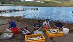 Four people cleaning and sorting fish beside the shore. Containers filled with fish are in front of them. Houses and a pier are visible in the background under a partly cloudy sky.