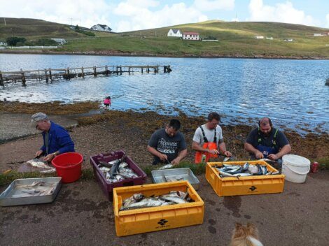 Four people cleaning and sorting fish beside the shore. Containers filled with fish are in front of them. Houses and a pier are visible in the background under a partly cloudy sky.