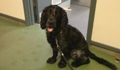 A black dog with curly ears sits on a green carpet, looking up with its mouth open and tongue out, wearing a black leash and collar. There is an open door behind it.