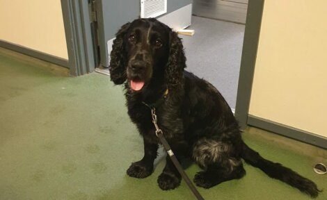 A black dog with curly ears sits on a green carpet, looking up with its mouth open and tongue out, wearing a black leash and collar. There is an open door behind it.