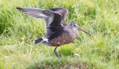 A bird with brown and black feathers and a long beak is seen flapping its wings while standing on a grassy patch.