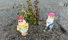 Two garden gnomes are placed on a rough patch of gravel around a small plant. One gnome is sitting with sunglasses and a drink, while the other is standing with a golf club.