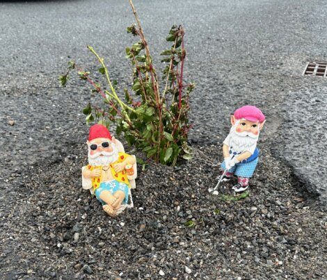 Two garden gnomes are placed on a rough patch of gravel around a small plant. One gnome is sitting with sunglasses and a drink, while the other is standing with a golf club.