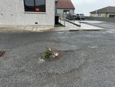 A pothole in a residential street has been filled with soil and planted with flowers.