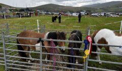 Several ponies are enclosed in a metal pen at an outdoor event, with people and cars in the background on a cloudy day. One pony has ribbons attached to its mane.