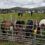 Several ponies are enclosed in a metal pen at an outdoor event, with people and cars in the background on a cloudy day. One pony has ribbons attached to its mane.