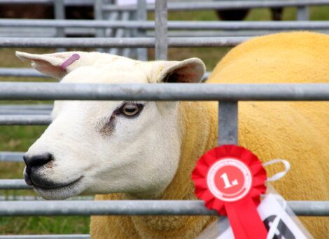 A sheep with a yellow coat stands in a pen, wearing a red ribbon indicating a first-place award.