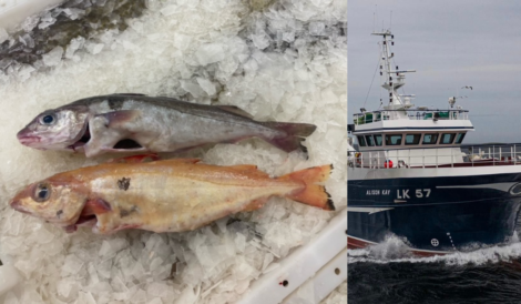 Two fish lie on a bed of ice on the left, while a fishing boat labeled "LK 57" is shown sailing on water on the right.