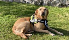 A tan dog wearing a "Drugs Dog" harness lies on green grass near a stone wall, looking towards the camera.