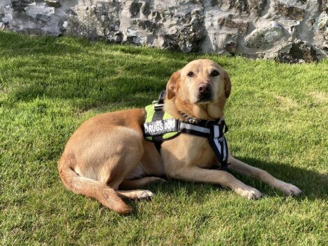 A tan dog wearing a "Drugs Dog" harness lies on green grass near a stone wall, looking towards the camera.