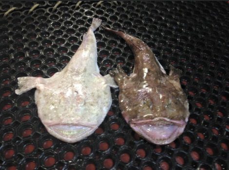 Two anglerfish with wide mouths and long tail fins lie on a perforated black surface. One fish is pale, while the other is darker in color.