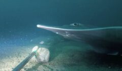 A stingray gliding over the sea floor near a diver's net.