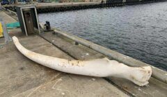 A large, curved whale bone lies on a concrete dock near a body of water, with industrial buildings and equipment visible in the background.